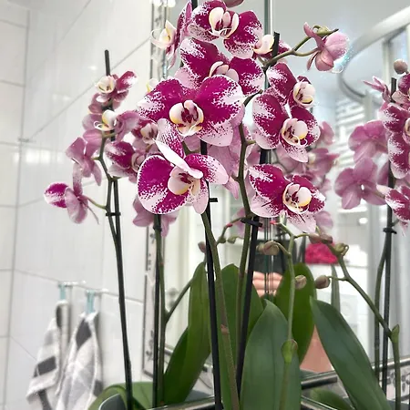 شقة Appartement-sylter-welle-02 فيسترلاند